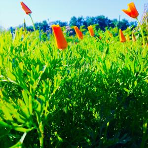 Phytochemistry