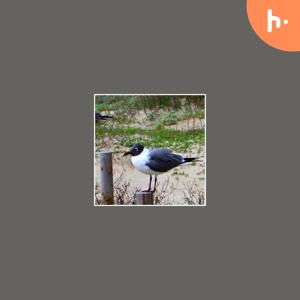 D McCray’s First Podcast