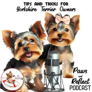 Paws and Reflect - About Yorkies