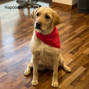 Hapoocast هاپوکست