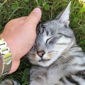 Healthy Recipes For Your Cat