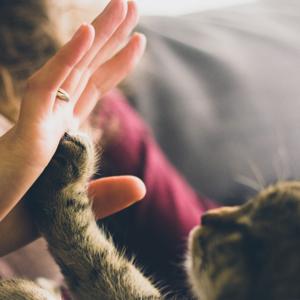 Cat + human = ❤️