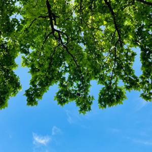 いなか野良ジオ