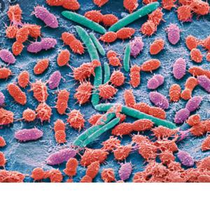 Microbiome بالعربى