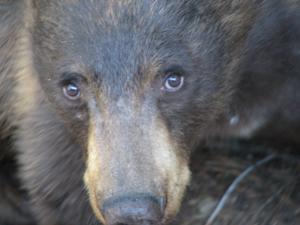 Sierra Revival Project