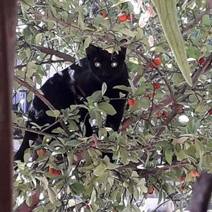 junydoble 3Speak Podcast