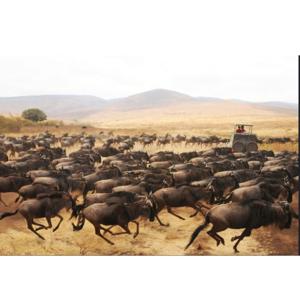 Stampede