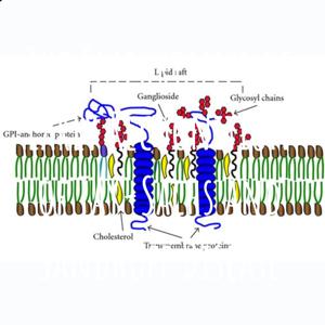 The Importance of Early Recognition of Tay-Sachs and Sandhoff Disease