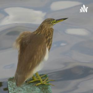 Pare’s Poetry Podcast