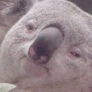 偉雄電台 Koala Radio