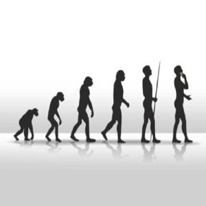 Human evolution