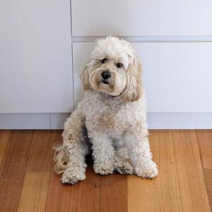 Daisy's amazingly brilliant test podcast