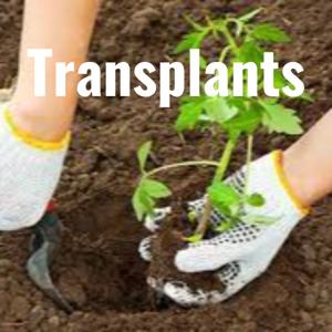 Transplants