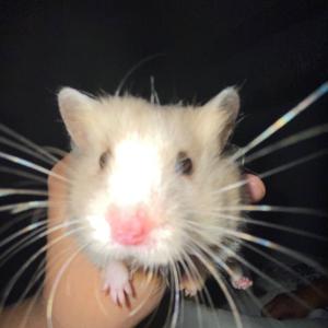 Blue devils- Metamorph