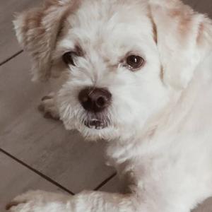 tampilyne 3Speak Podcast