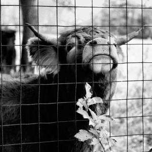 globetrottergcc 3Speak Podcast