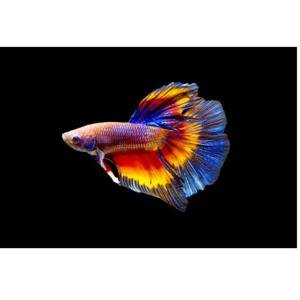 ALL THINGS FISHY PODCAST