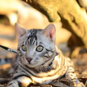 The Silverscape: Unleashing the Bengal Mystique