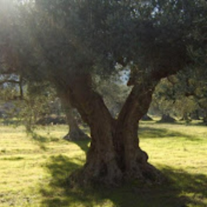 Grafted Branch Church