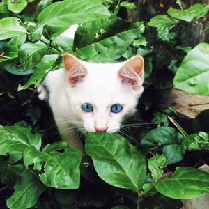 BELAJAR ENGGAK MEDOK