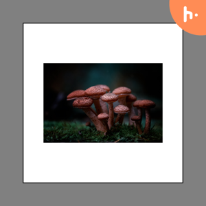 What are Magic Mushrooms and Psilocybin