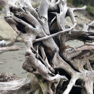 Brave Humans Broadcast