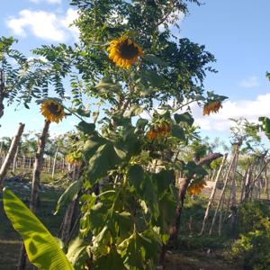 Importancia de las Plantas