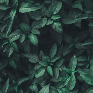 Podcast on Resso Premium Mod Apk