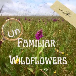 Unfamiliar Wildflowers