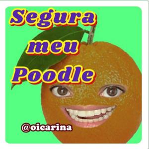 Segura meu Poodle