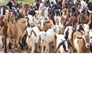 Livestock
