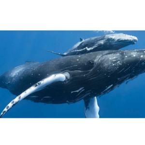 WHALE SOUNDS