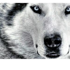 djwolfvalencia
