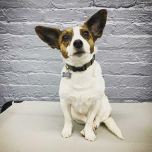 Carla's Test Podcast