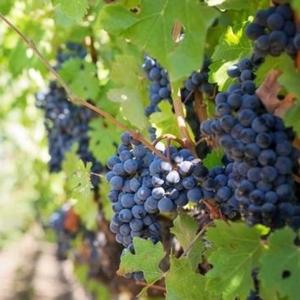 Programa De Vino, con Auxi Fuentes