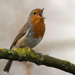 All About Birds