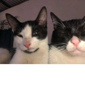 Cama de Gato