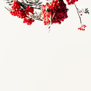 明年你还爱我吗