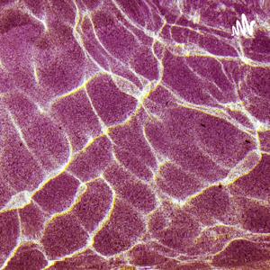 一开口就让人喜欢