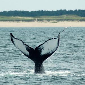 bluefinstudios 3Speak Podcast