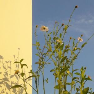 A Través De La Ventana De Mabel