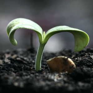 Living Farms: Biodynamic perspectives worldwide