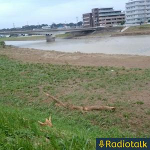 裏本田・柴志朗のブレインラジオ