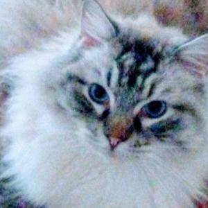 The Max Kitty Prayer Warrior Show