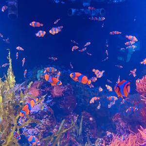 waiting room by phoebe bridgers