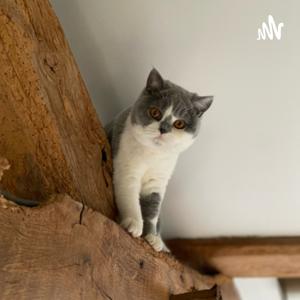 Blij met je Brit! Over Brits Korthaarkatten!