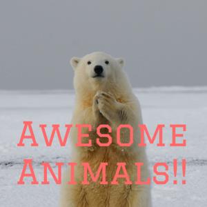 Awesome Animals!!