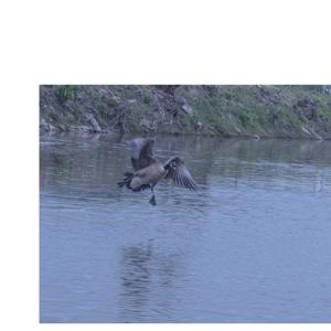 Three guys and a campfire