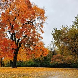 Friends of Markham Hill Podcast