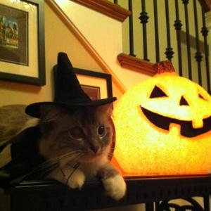 Halloween cat music only bops